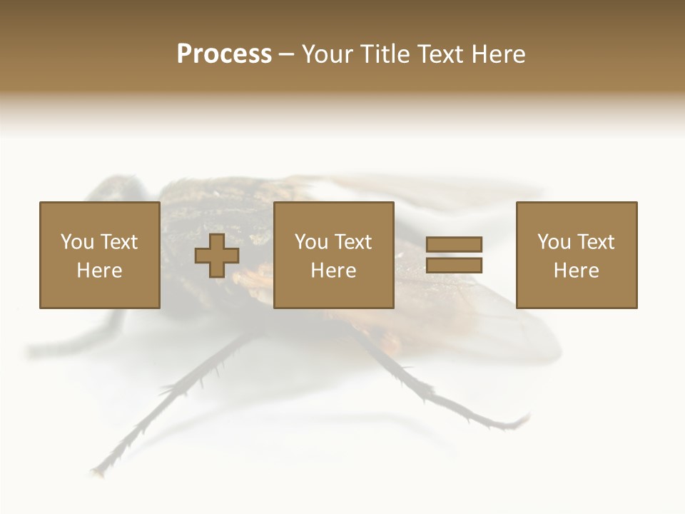 Pest Housefly Legs PowerPoint Template