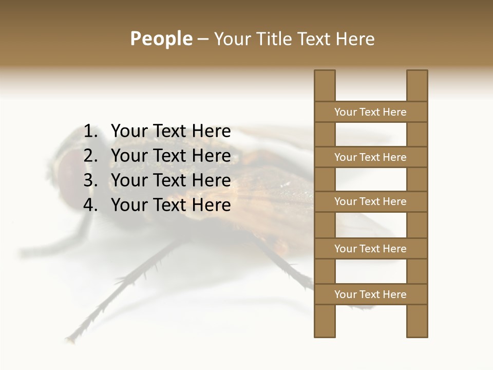 Pest Housefly Legs PowerPoint Template