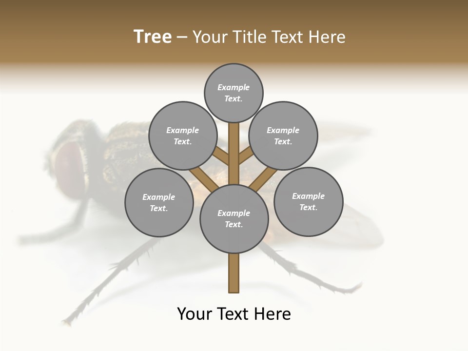 Pest Housefly Legs PowerPoint Template