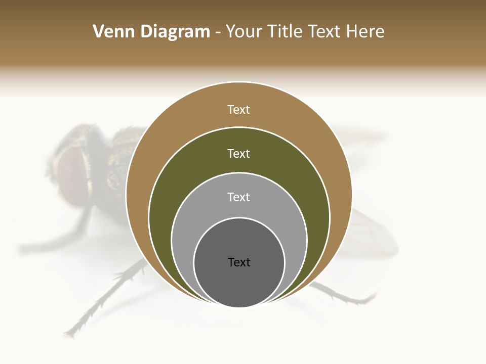 Pest Housefly Legs PowerPoint Template