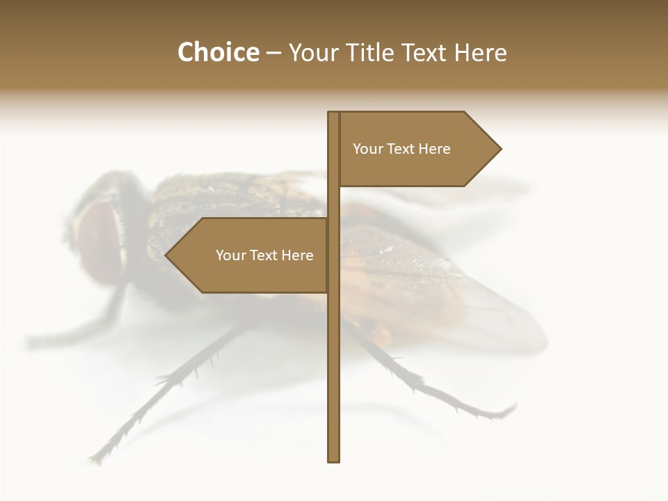 Pest Housefly Legs PowerPoint Template