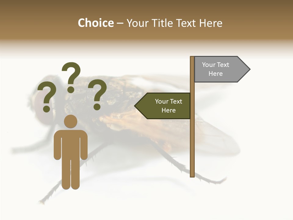 Pest Housefly Legs PowerPoint Template