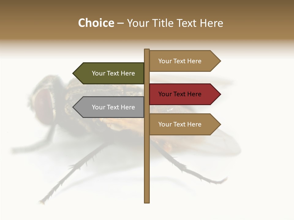 Pest Housefly Legs PowerPoint Template