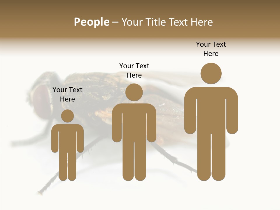 Pest Housefly Legs PowerPoint Template