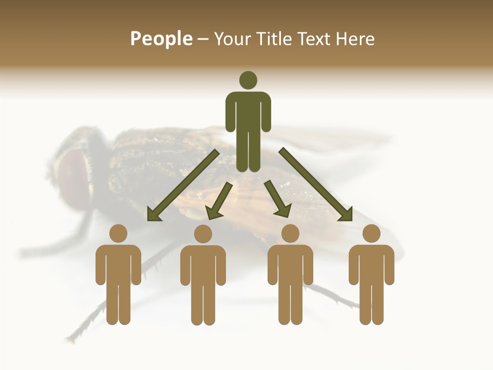 Pest Housefly Legs PowerPoint Template