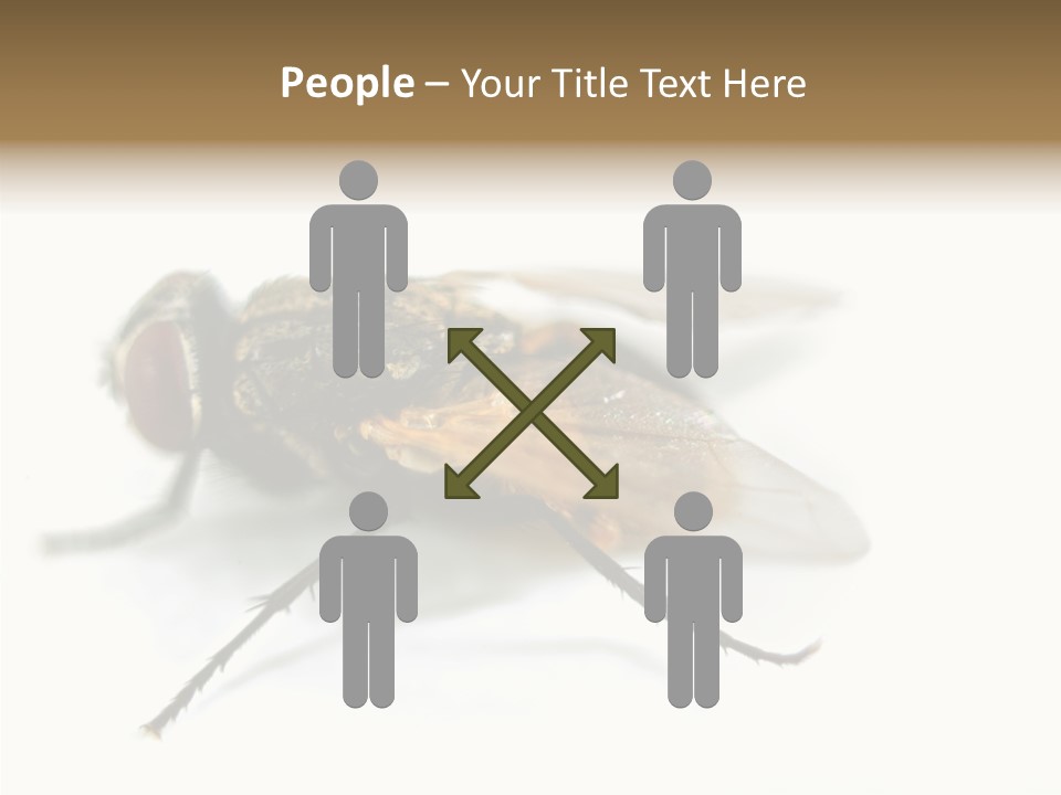 Pest Housefly Legs PowerPoint Template