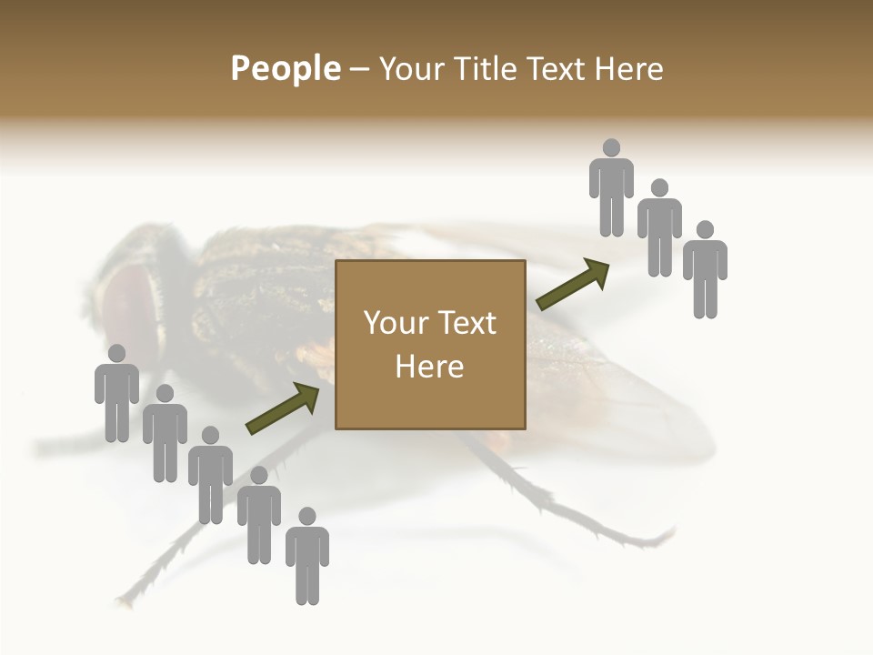 Pest Housefly Legs PowerPoint Template