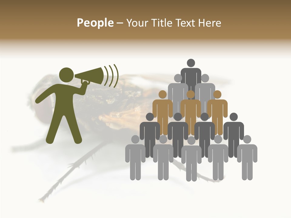 Pest Housefly Legs PowerPoint Template