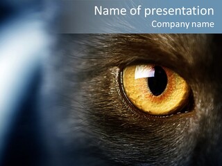 Peek Face Wildlife PowerPoint Template