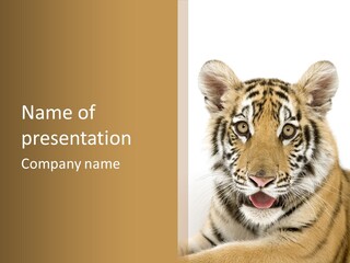 Felidae Closeup Studio PowerPoint Template