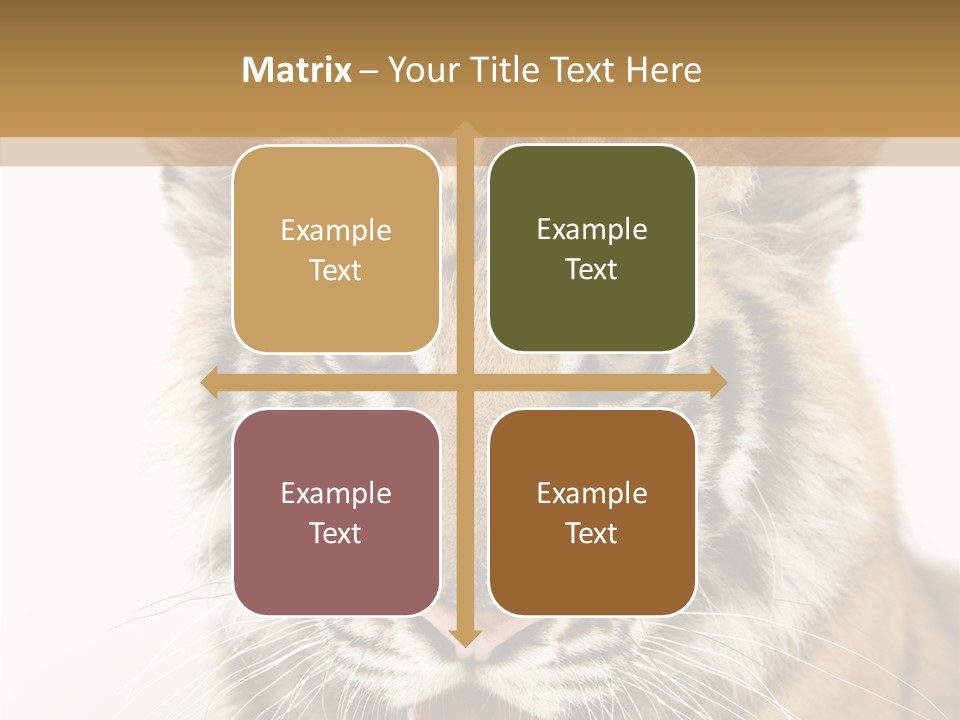 Felidae Closeup Studio PowerPoint Template