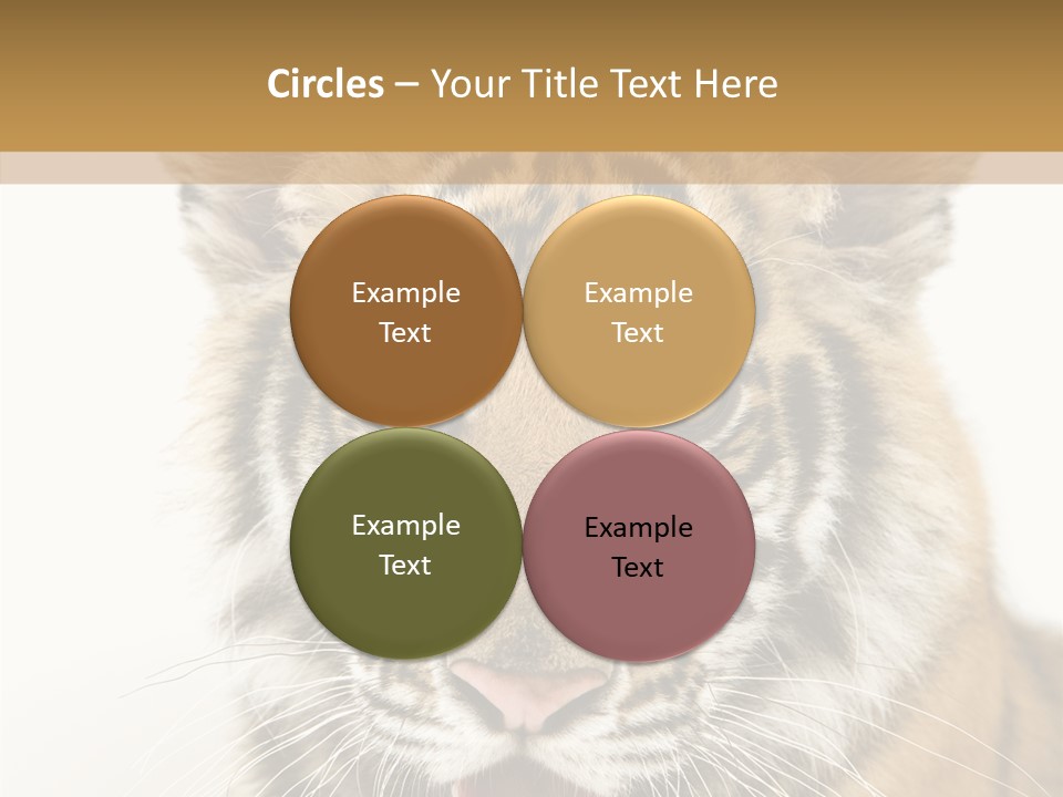Felidae Closeup Studio PowerPoint Template