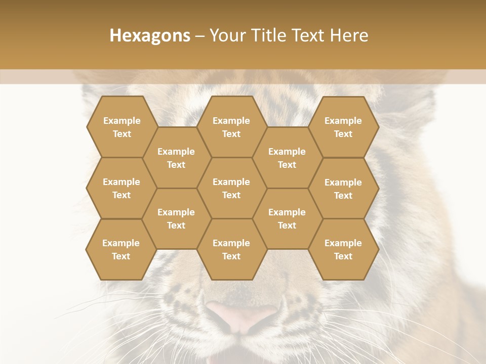 Felidae Closeup Studio PowerPoint Template