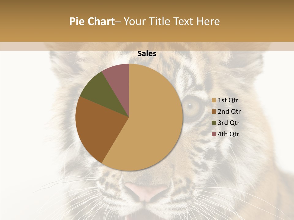 Felidae Closeup Studio PowerPoint Template