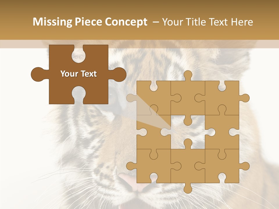 Felidae Closeup Studio PowerPoint Template