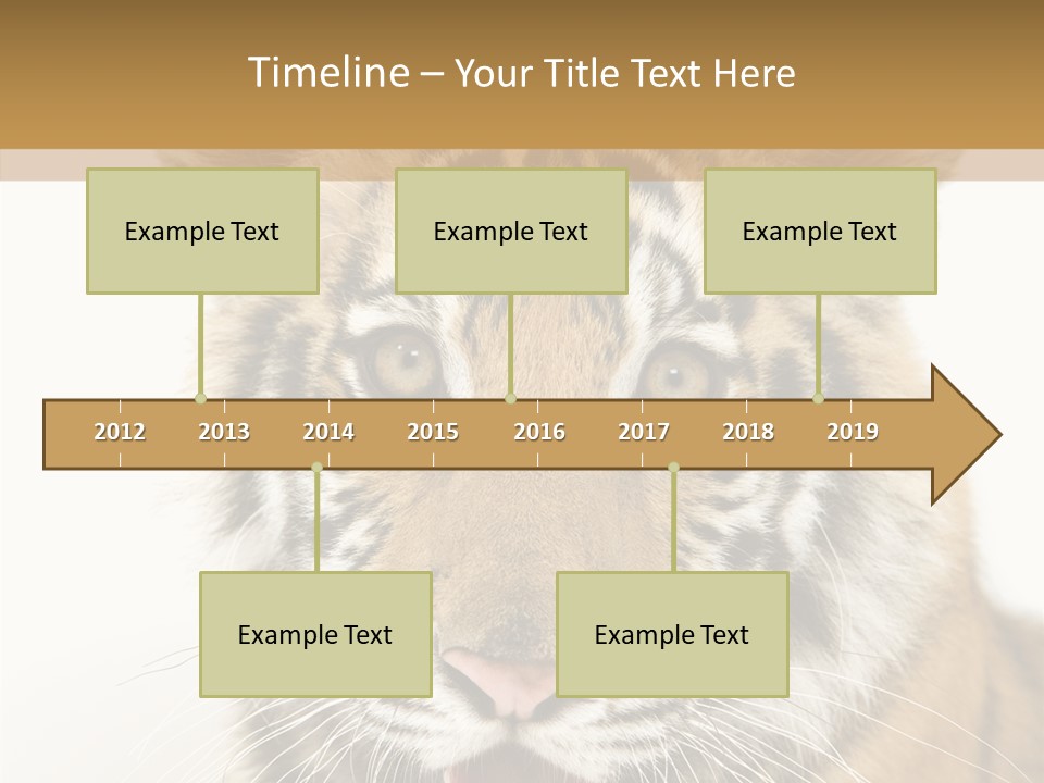 Felidae Closeup Studio PowerPoint Template
