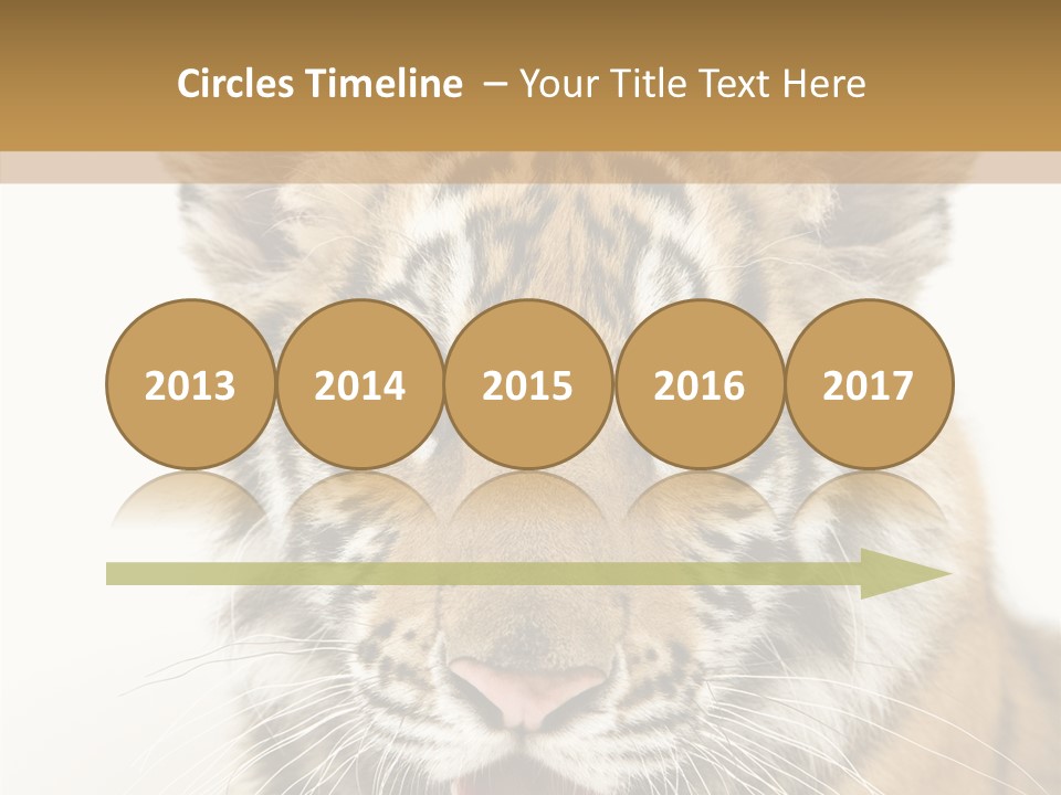 Felidae Closeup Studio PowerPoint Template