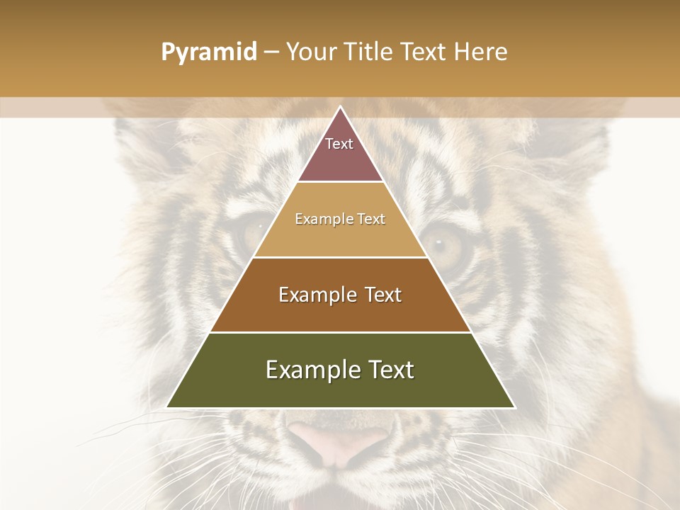 Felidae Closeup Studio PowerPoint Template