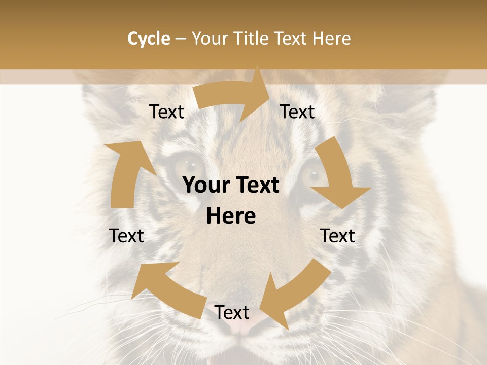 Felidae Closeup Studio PowerPoint Template