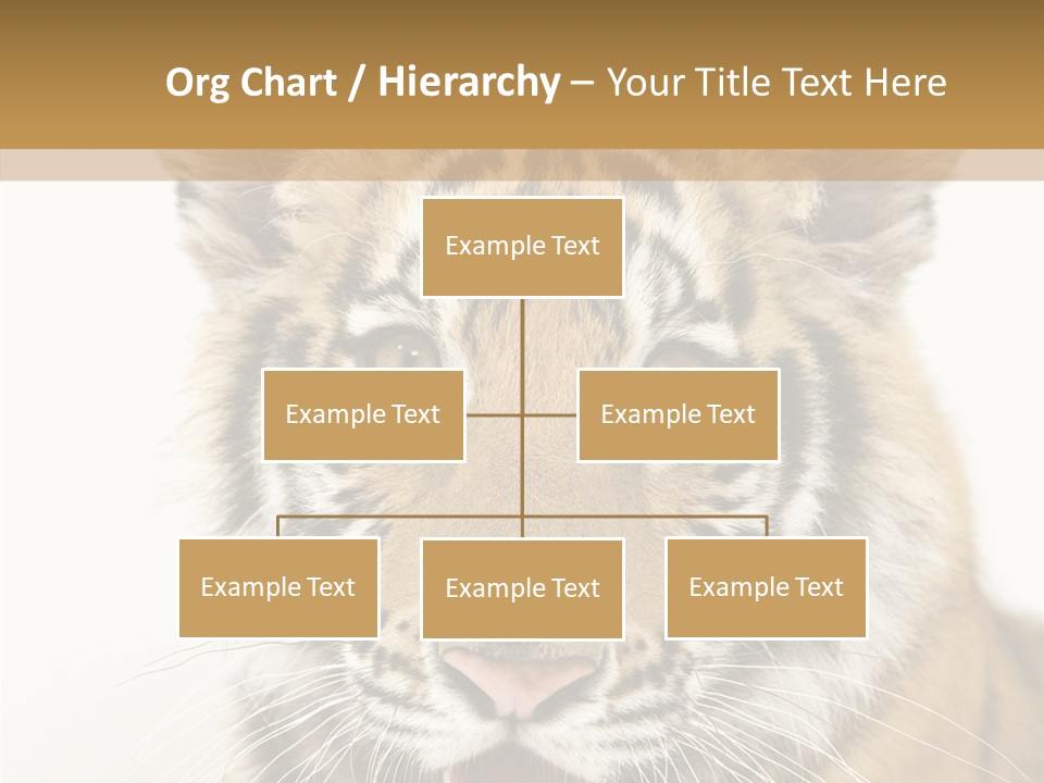 Felidae Closeup Studio PowerPoint Template