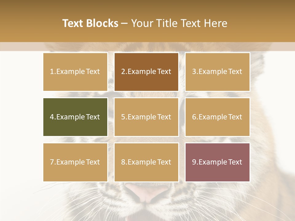 Felidae Closeup Studio PowerPoint Template