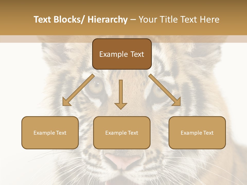 Felidae Closeup Studio PowerPoint Template