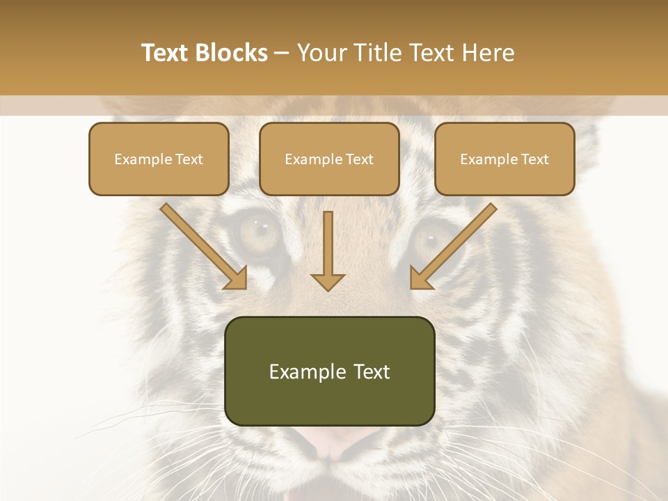 Felidae Closeup Studio PowerPoint Template