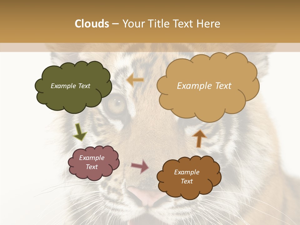 Felidae Closeup Studio PowerPoint Template