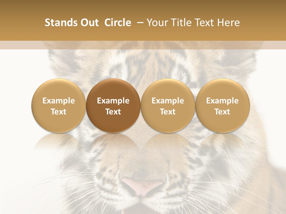 Felidae Closeup Studio PowerPoint Template