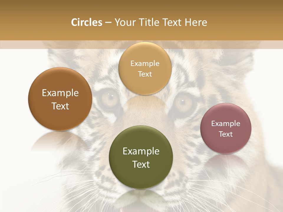 Felidae Closeup Studio PowerPoint Template