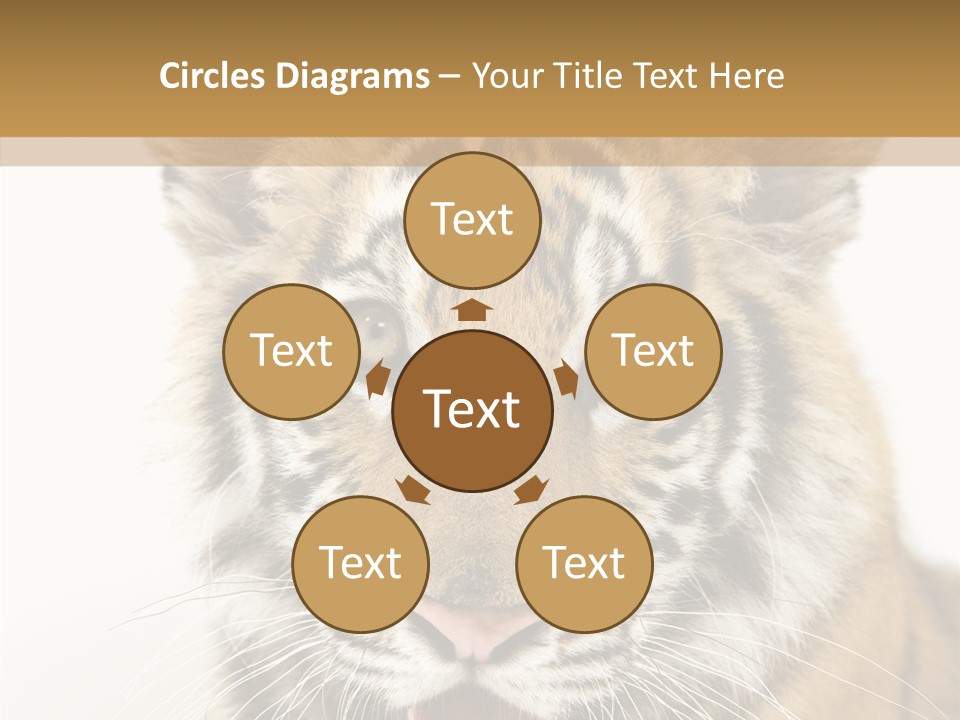 Felidae Closeup Studio PowerPoint Template