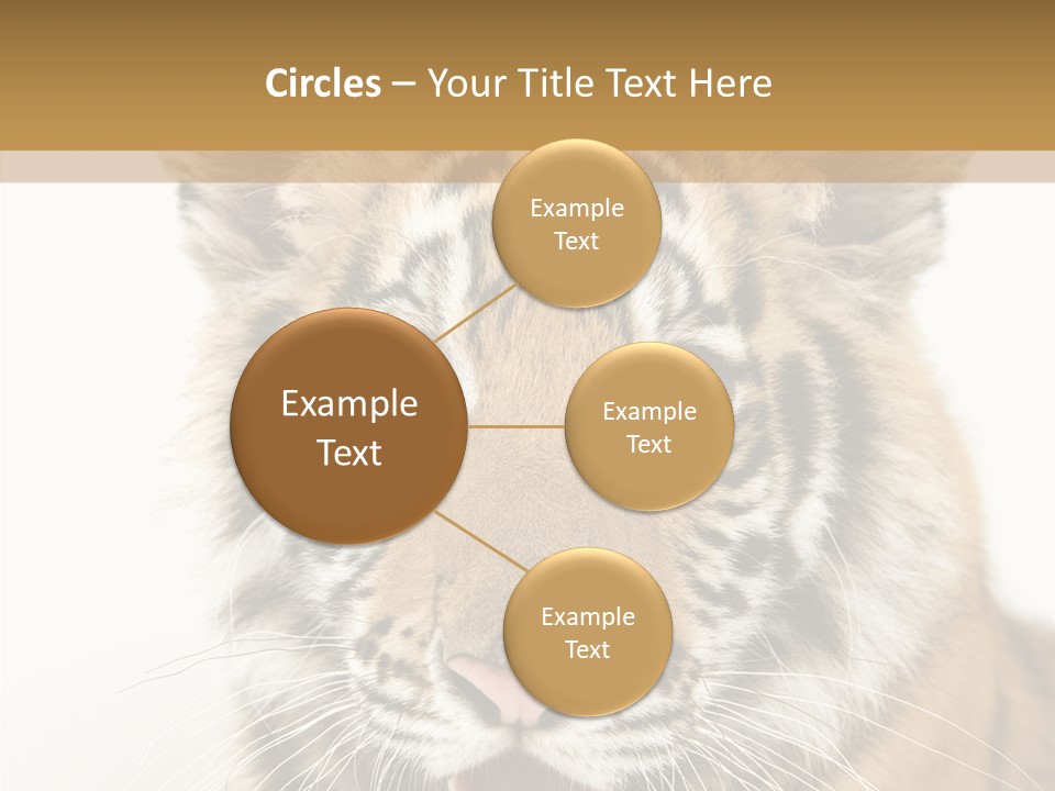 Felidae Closeup Studio PowerPoint Template