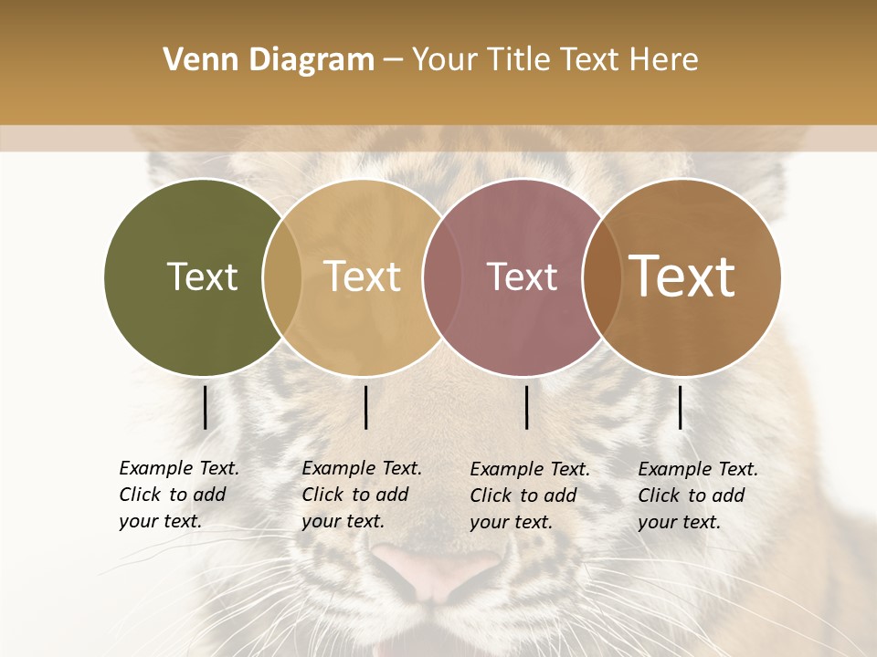 Felidae Closeup Studio PowerPoint Template
