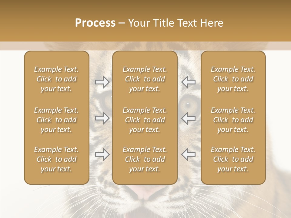 Felidae Closeup Studio PowerPoint Template