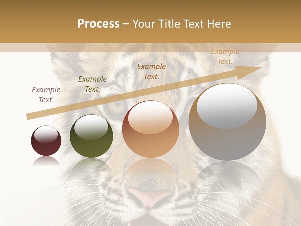 Felidae Closeup Studio PowerPoint Template