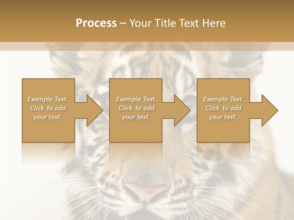 Felidae Closeup Studio PowerPoint Template