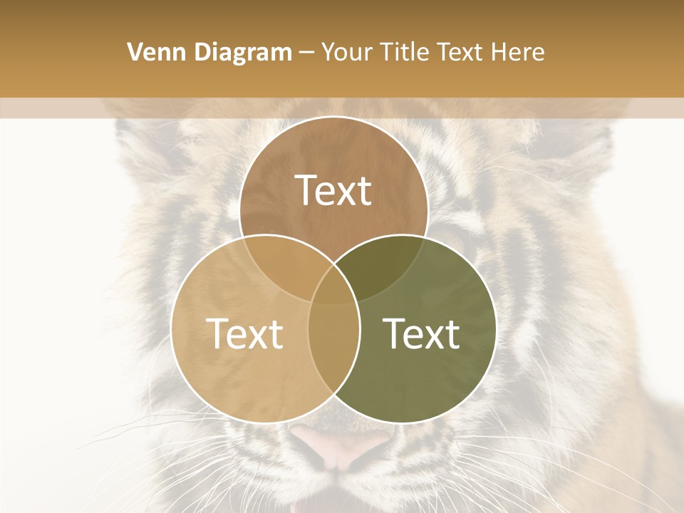 Felidae Closeup Studio PowerPoint Template