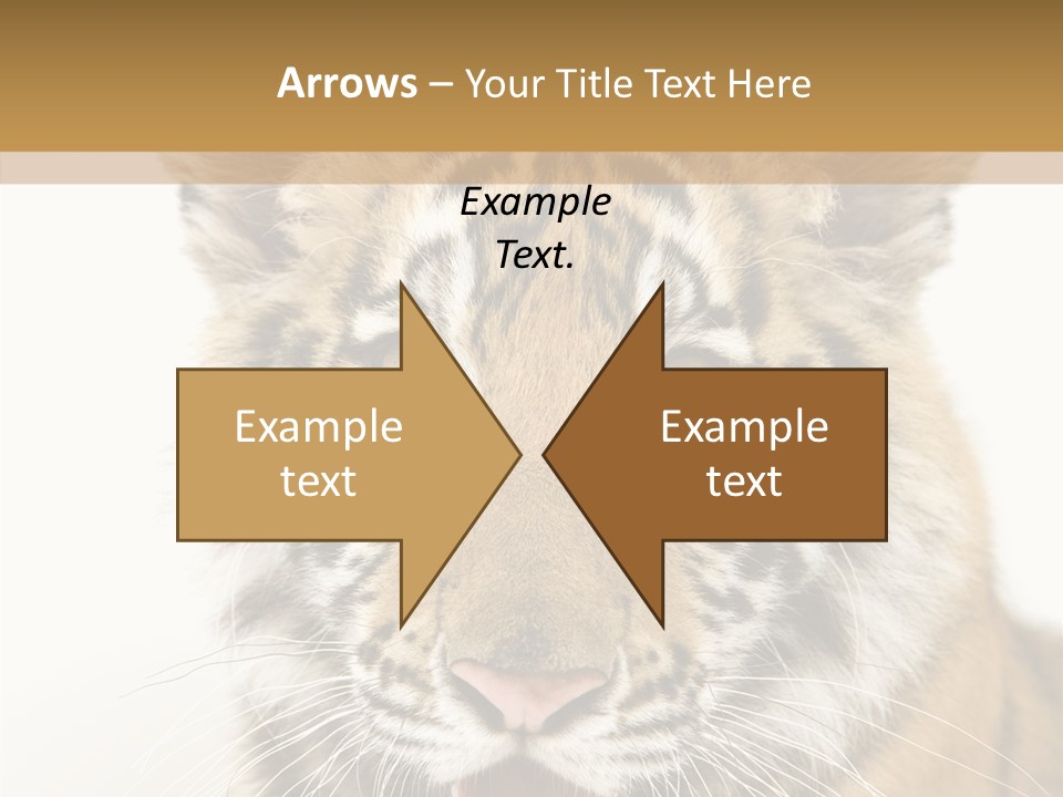 Felidae Closeup Studio PowerPoint Template