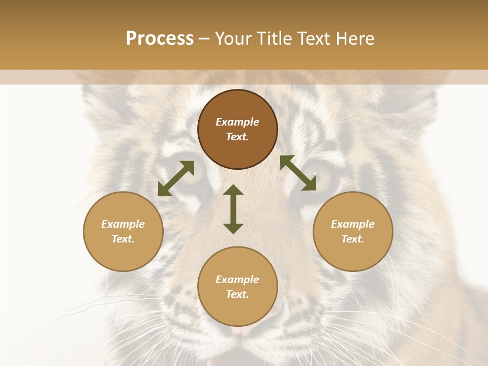 Felidae Closeup Studio PowerPoint Template
