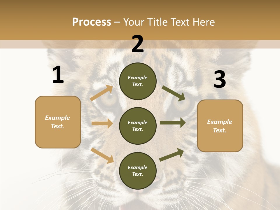 Felidae Closeup Studio PowerPoint Template