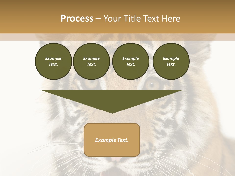Felidae Closeup Studio PowerPoint Template