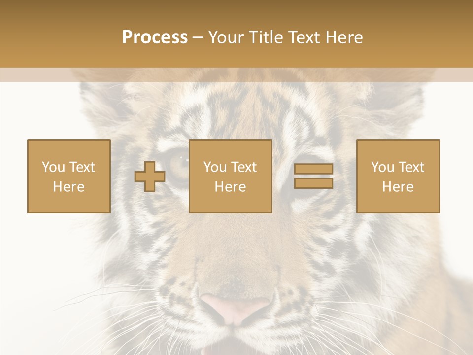 Felidae Closeup Studio PowerPoint Template