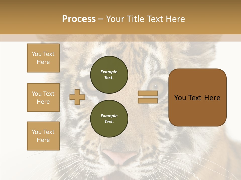 Felidae Closeup Studio PowerPoint Template