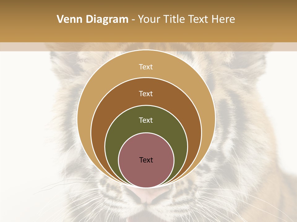 Felidae Closeup Studio PowerPoint Template