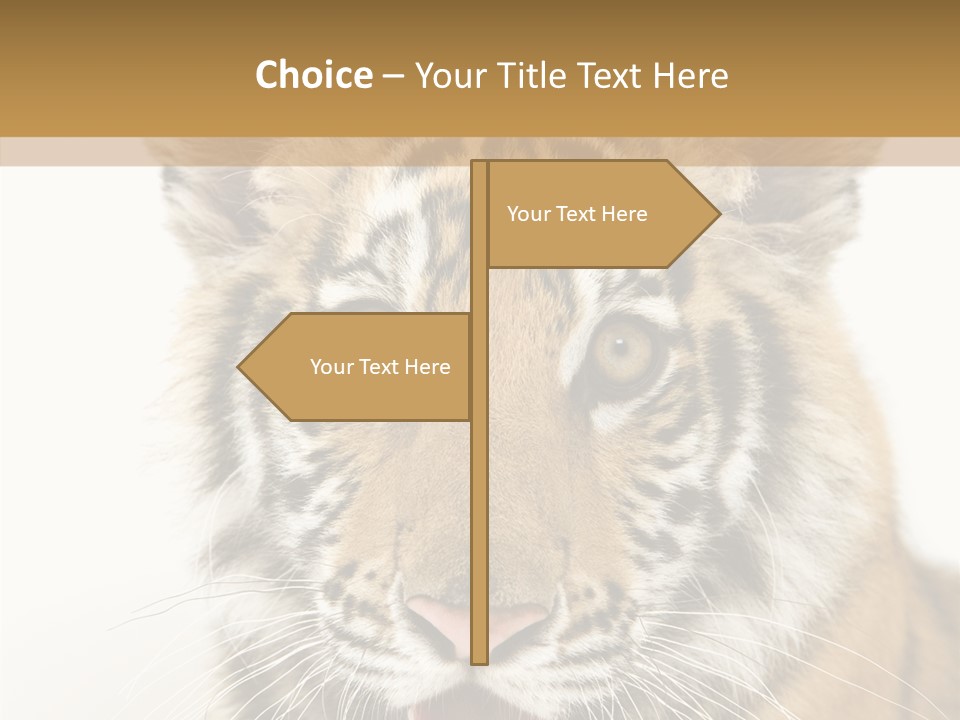 Felidae Closeup Studio PowerPoint Template