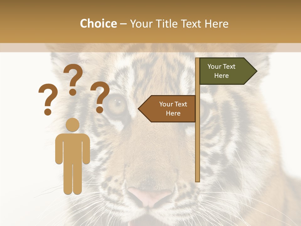 Felidae Closeup Studio PowerPoint Template