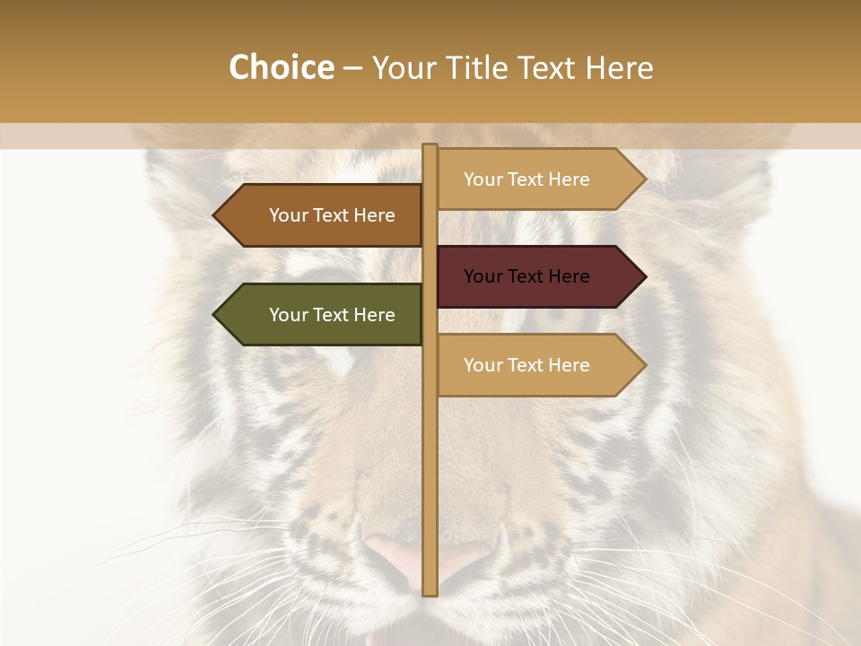 Felidae Closeup Studio PowerPoint Template