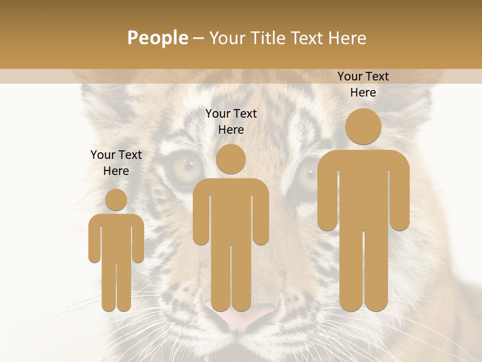 Felidae Closeup Studio PowerPoint Template