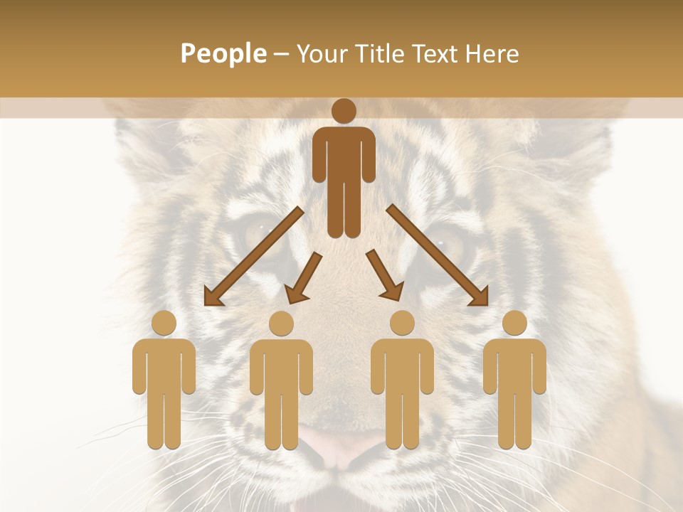 Felidae Closeup Studio PowerPoint Template