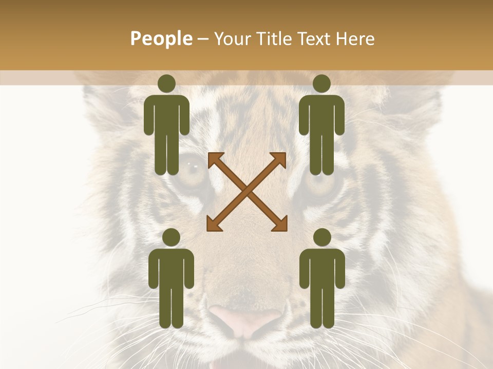 Felidae Closeup Studio PowerPoint Template